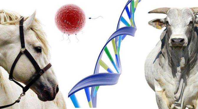 CRISPR https://desenvolvimentorural.com/