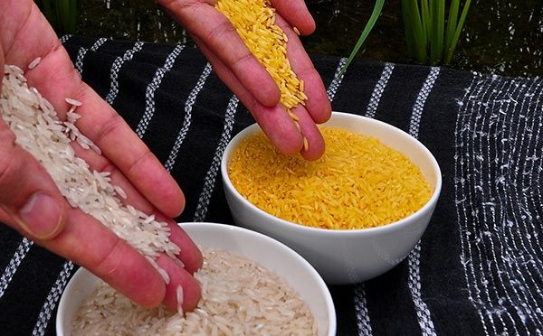 Arroz dourado atende aos padrões de segurança alimentar