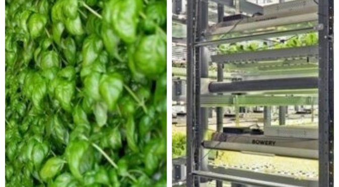 Agricultura vertical: o milionário negócio de frutas e legumes que cresce nas cidades