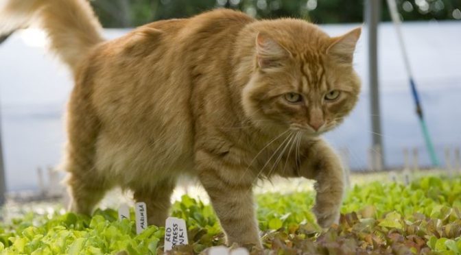 Riscos causados por gatos em fazendas de produção