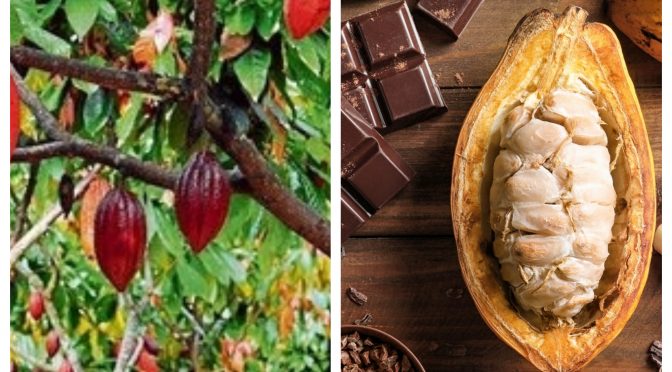 Salvando o futuro do chocolate: pesquisa visa impedir a perda da planta de cacau