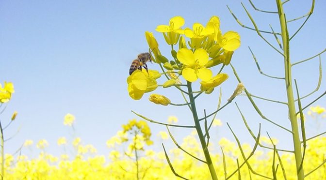 Ciência leva canola ao Cerrado e à região do Semiárido