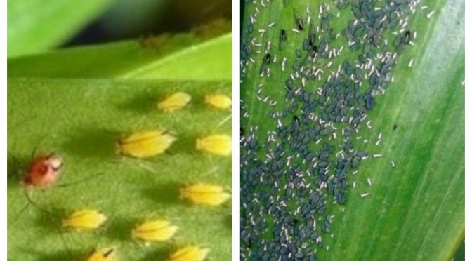 Manejo de pulgões na agricultura