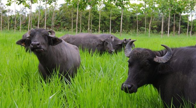 Teor de gordura da carne de búfalo é quase 50% inferior ao da bovina