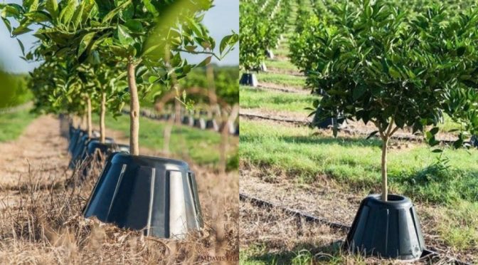 Tree T-PEE sistema de plantio com uso de cone de plástico diminui o uso de água