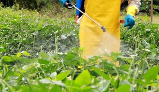 Calda bordalesa: como controlar várias doenças das plantas