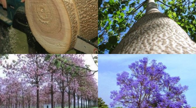 Paulownia: um guia para plantio e estabelecimento da cultura