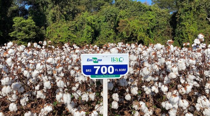 Brasil desenvolve cultivares de algodão com fibra longa e resistência a doenças