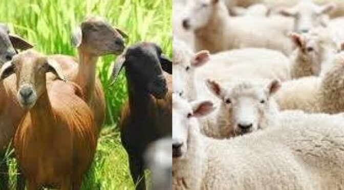 CUIDADOS COM MASTITE EM CAPRINOS E OVINOS